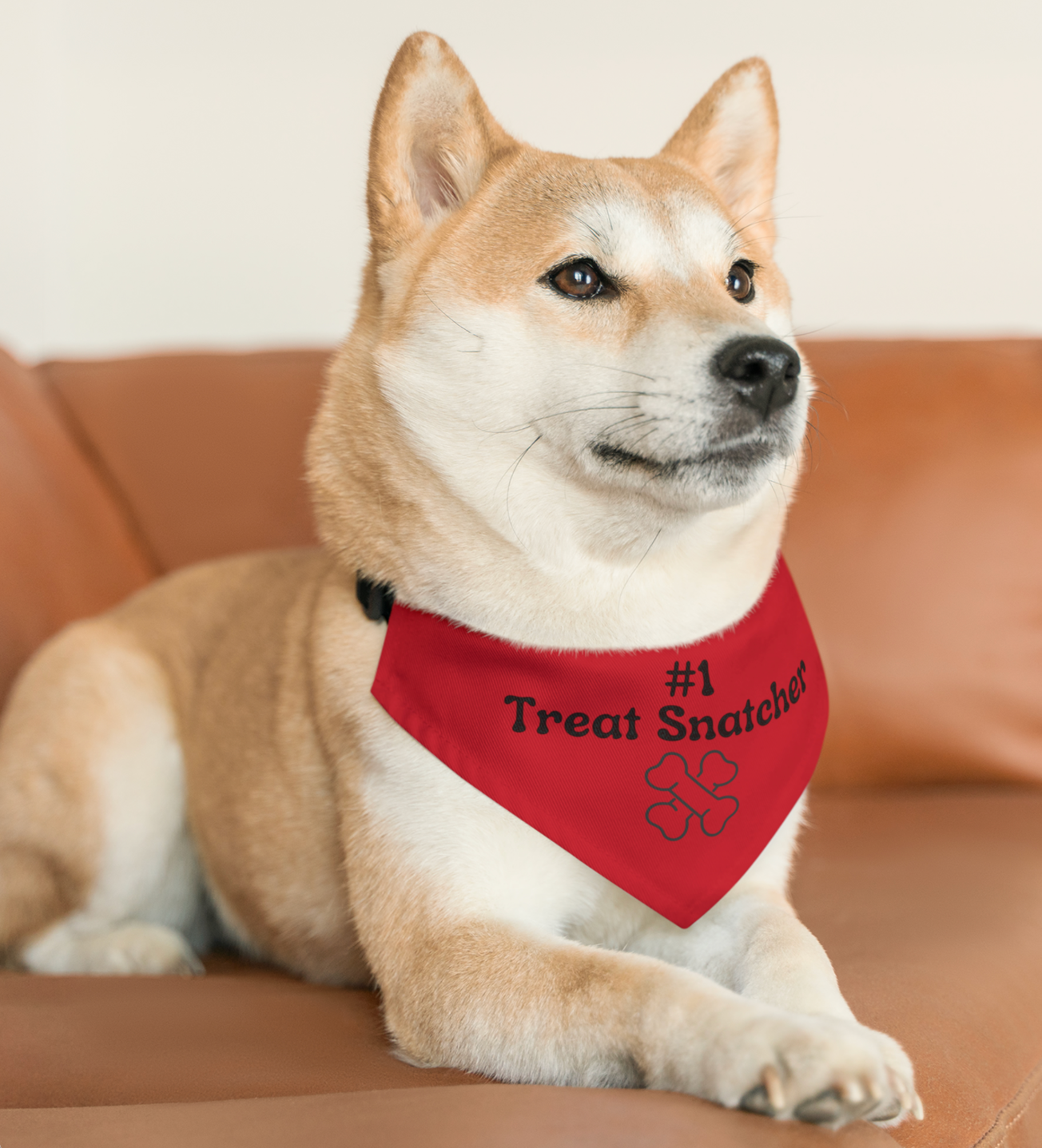 Cute Shiba Inu Dog wearing a purple plaid pet bandana that says Treat First Then Trick with a pumpkin trick or treat bag holding some dog biscuits